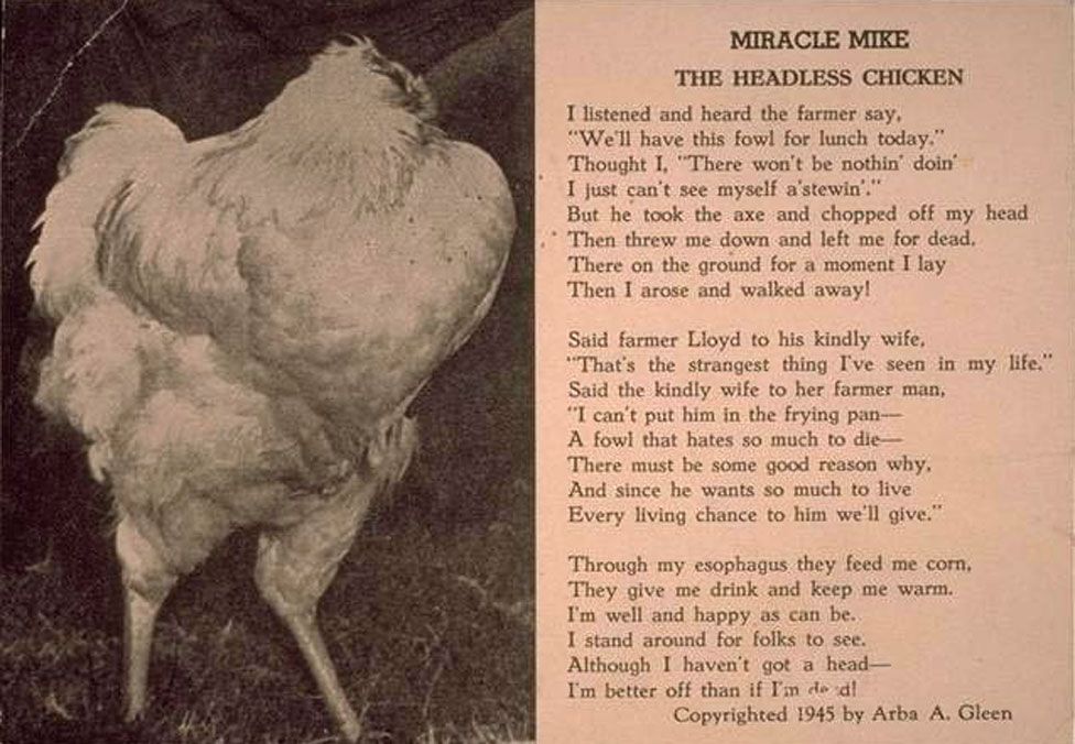 The chicken that lived for 18 months without a head